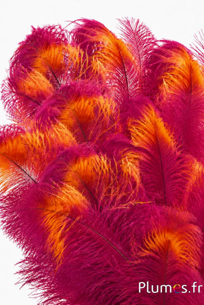 Struisvogel met gekleurde band - 30-40 cm - fuchsia-karmijn-geel